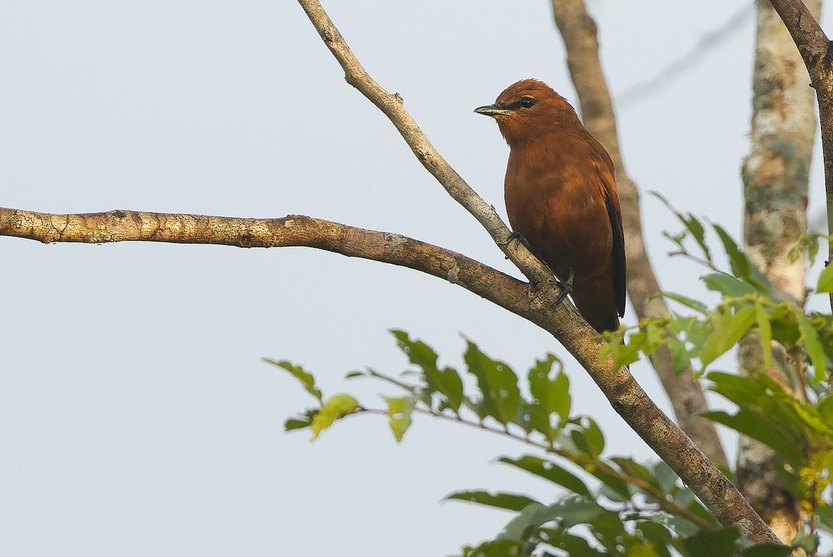 Gray-headed Cicadabird - ML616550984