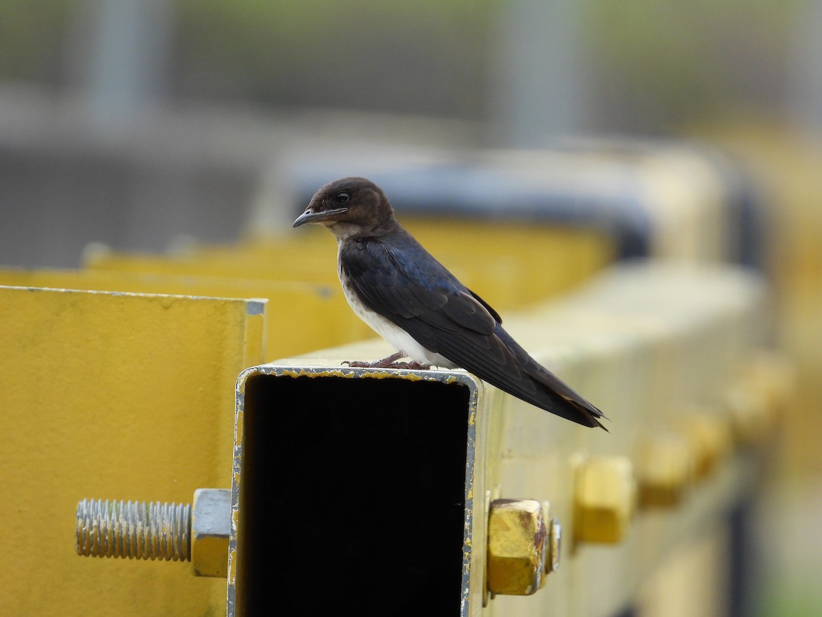 Gray-breasted Martin - ML616550995