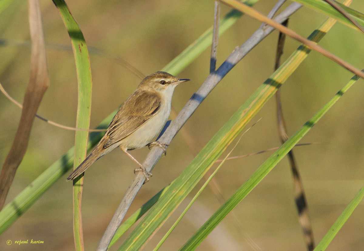 Paddyfield Warbler - ML616550999