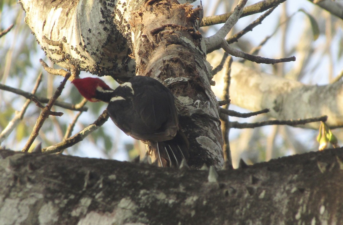 Pale-billed Woodpecker - ML616551055