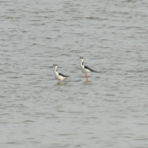 Black-necked Stilt - ML616551056