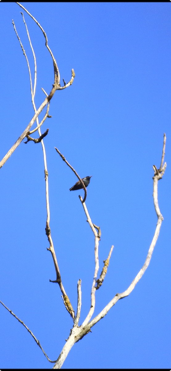 European Starling - ML616551057