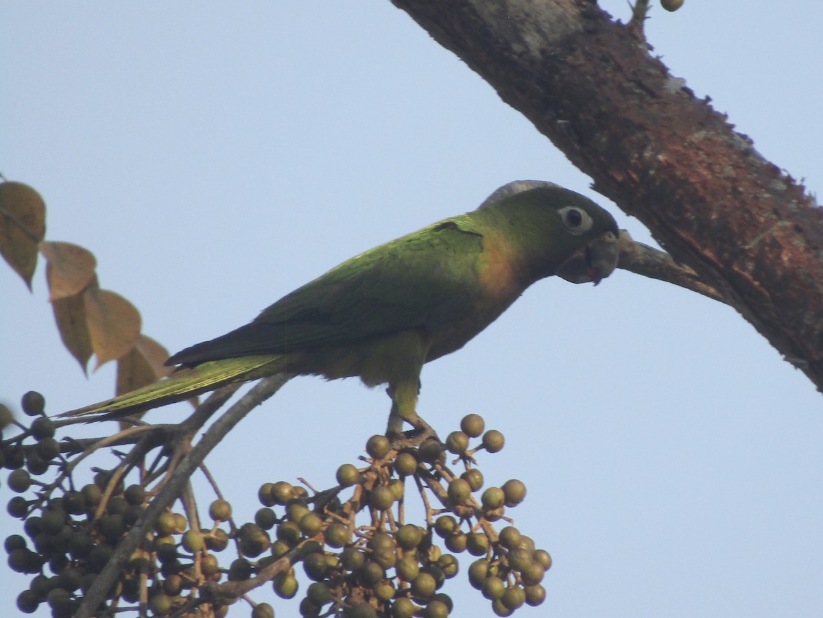 Olive-throated Parakeet - Carlos G Vasquez C