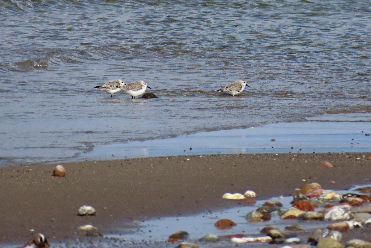 Sanderling - Peter Leth