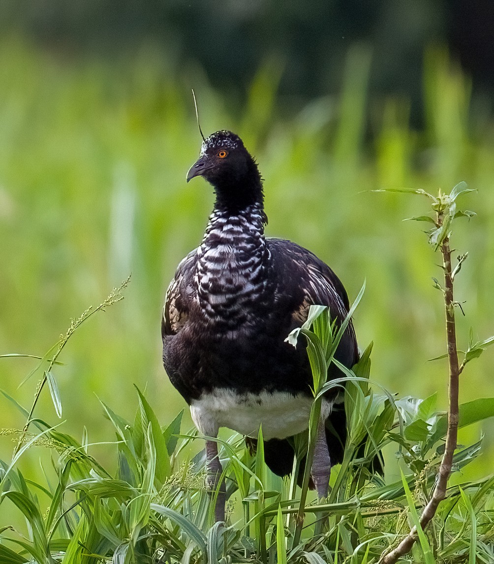 Horned Screamer - ML616551145