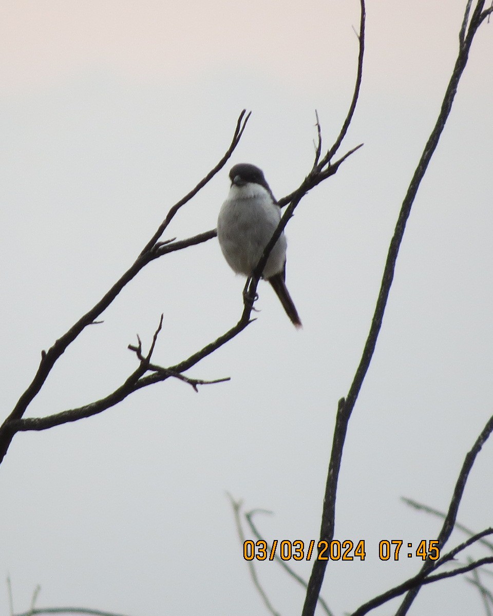 Southern Fiscal - ML616551150