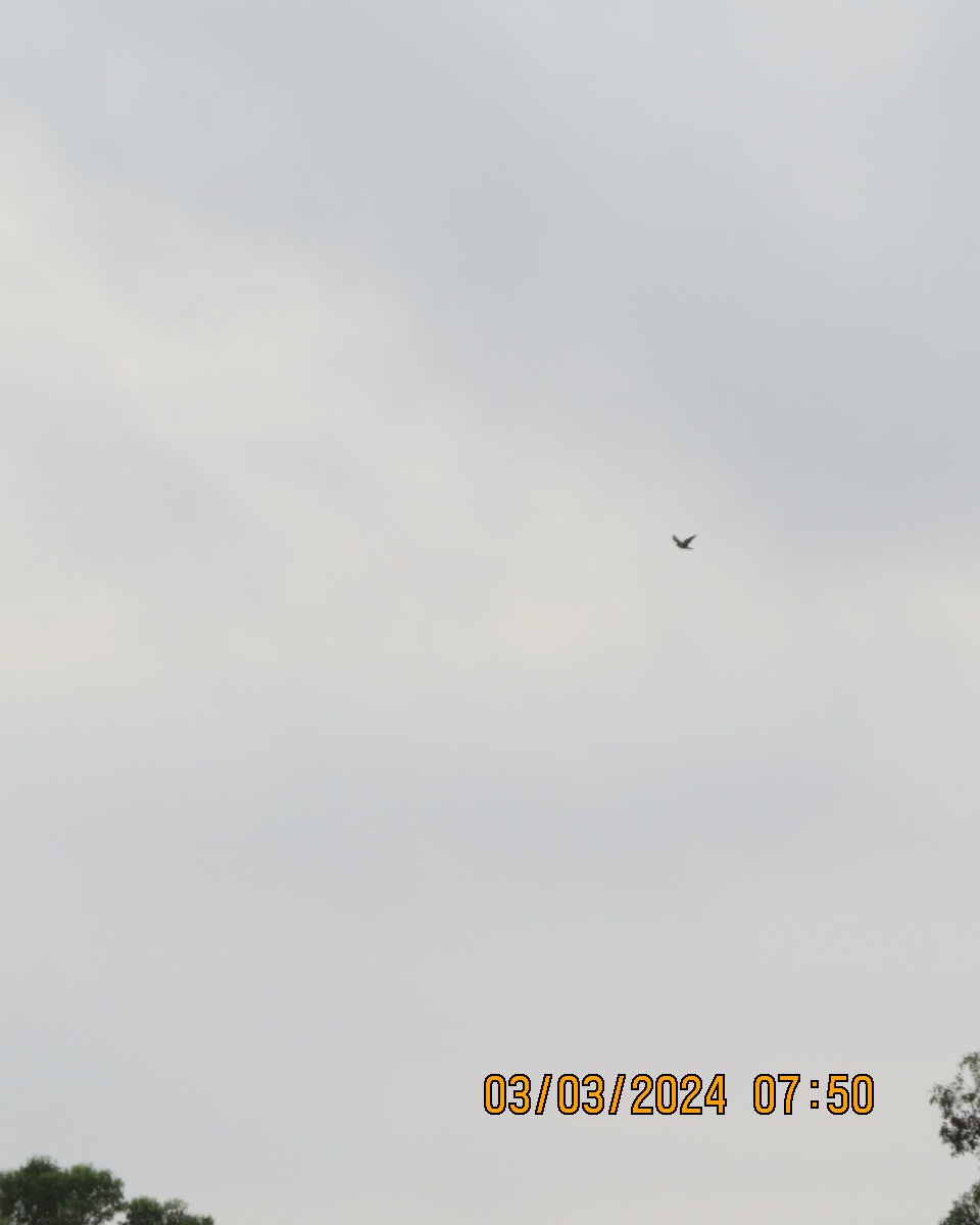 Black Goshawk - ML616551151