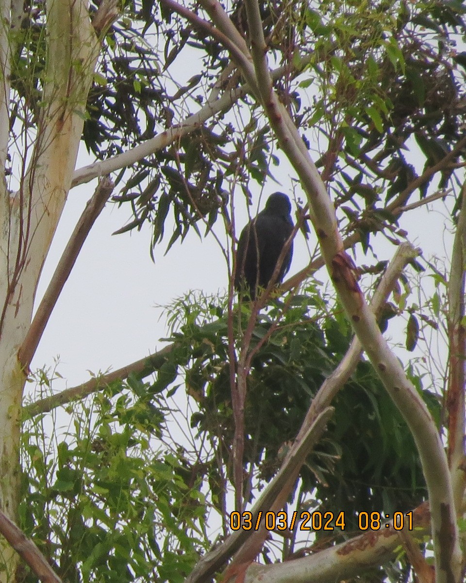 Black Goshawk - ML616551153