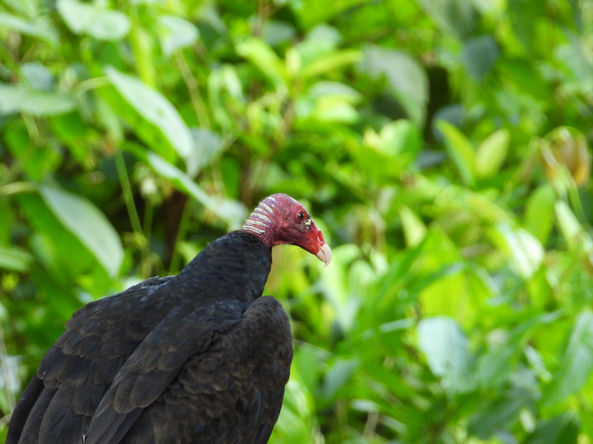 Turkey Vulture - ML616551172