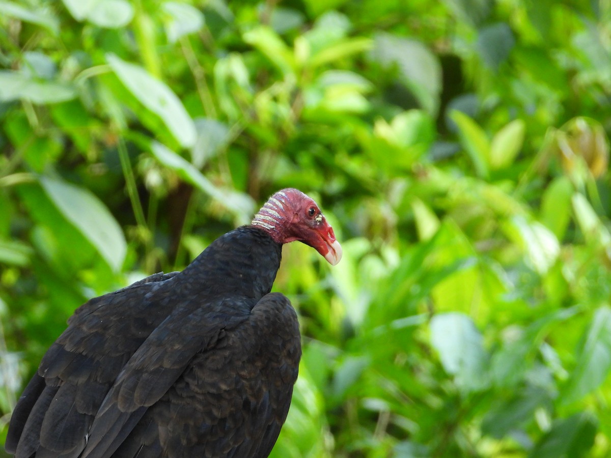 Turkey Vulture - ML616551173