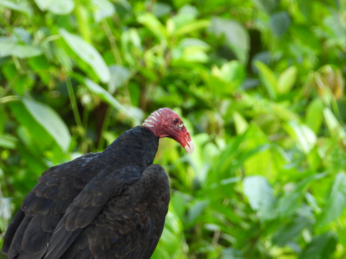 Turkey Vulture - ML616551174