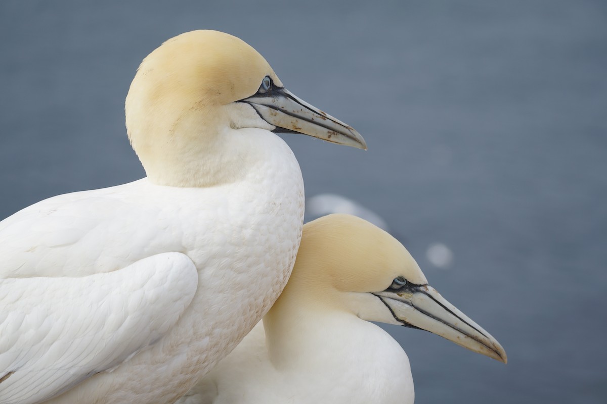 Northern Gannet - ML616551181