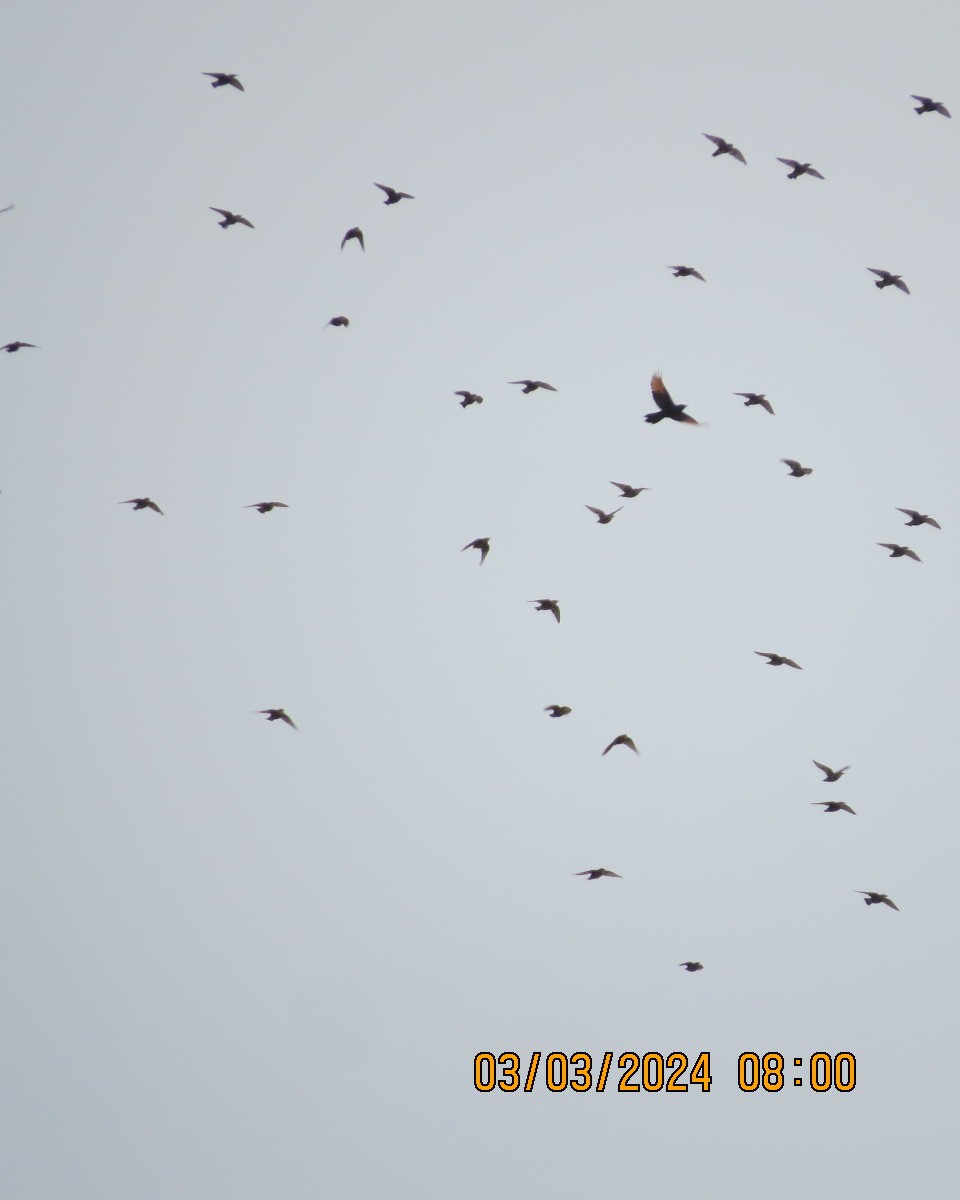 Хар тодол - ML616551182