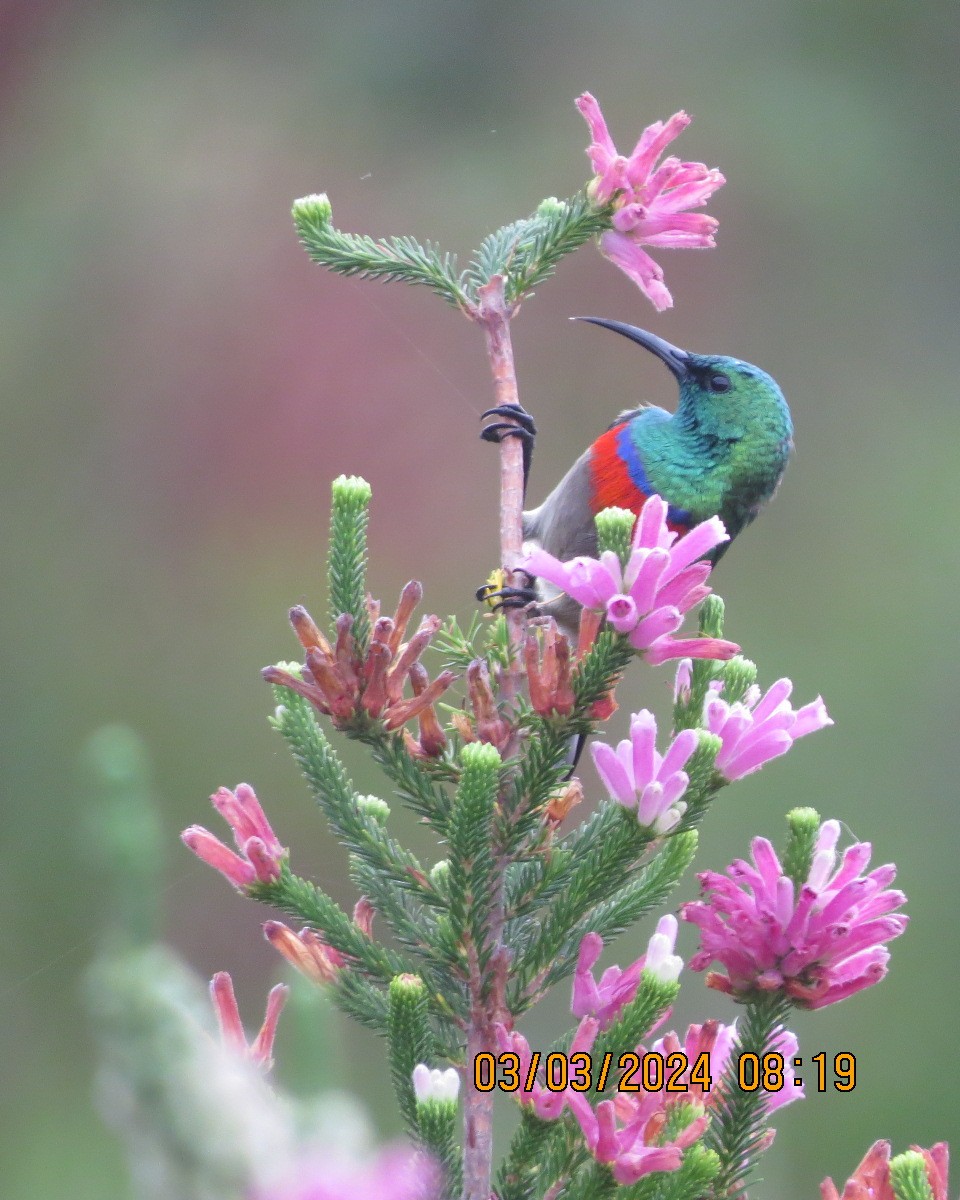 Southern Double-collared Sunbird - ML616551213