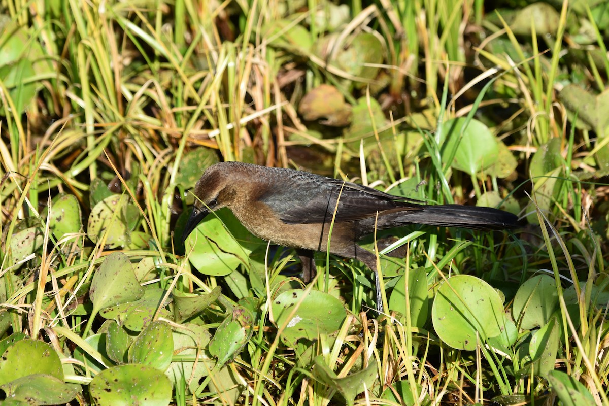 Boat-tailed Grackle - ML616551232