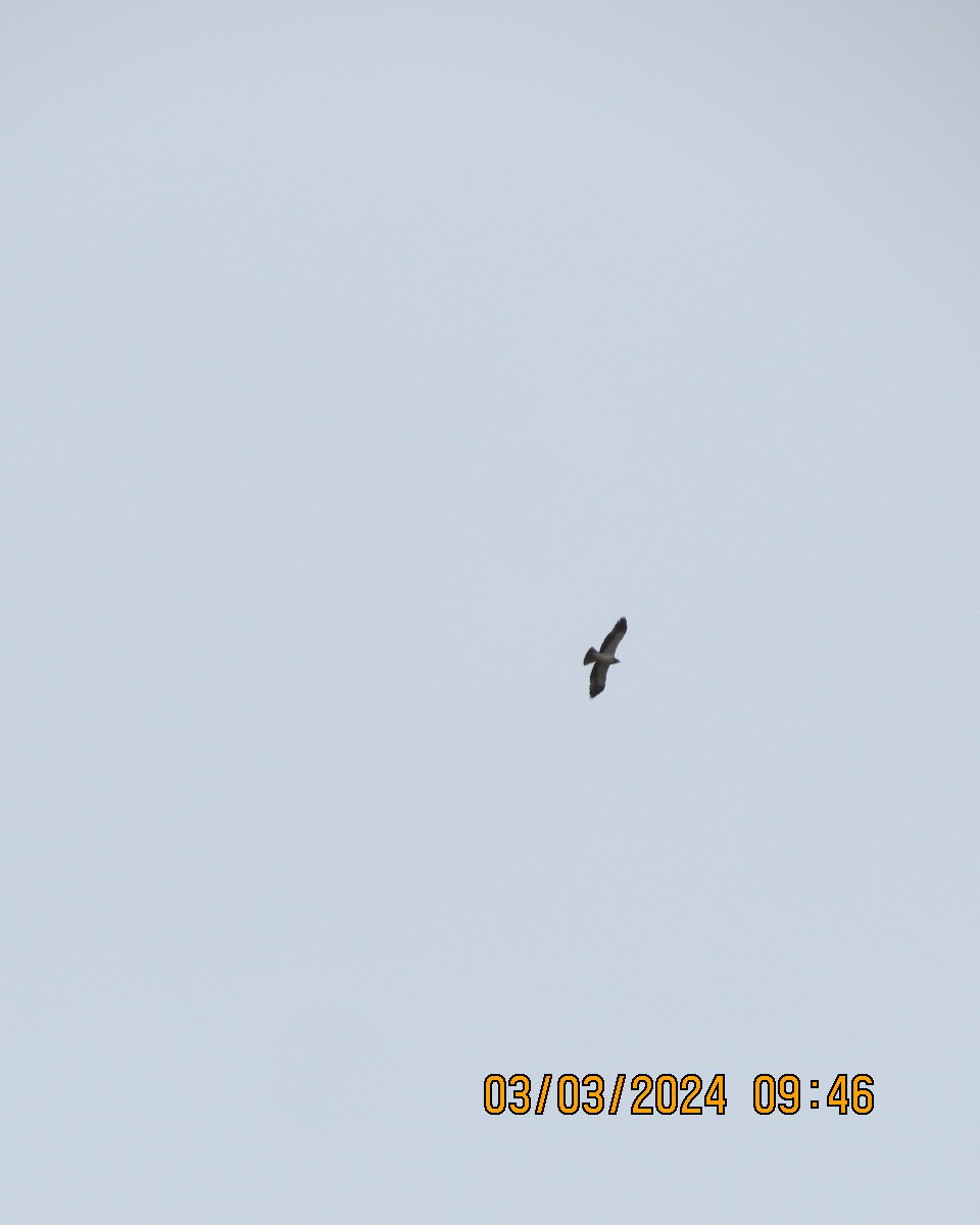 Бахим бүргэд - ML616551244
