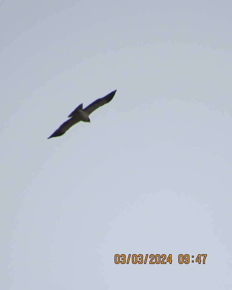 Бахим бүргэд - ML616551246