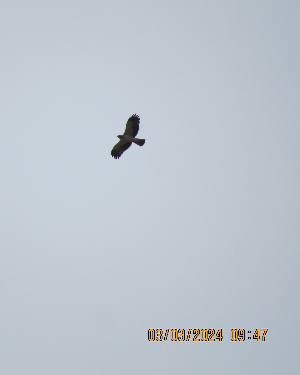 Бахим бүргэд - ML616551248