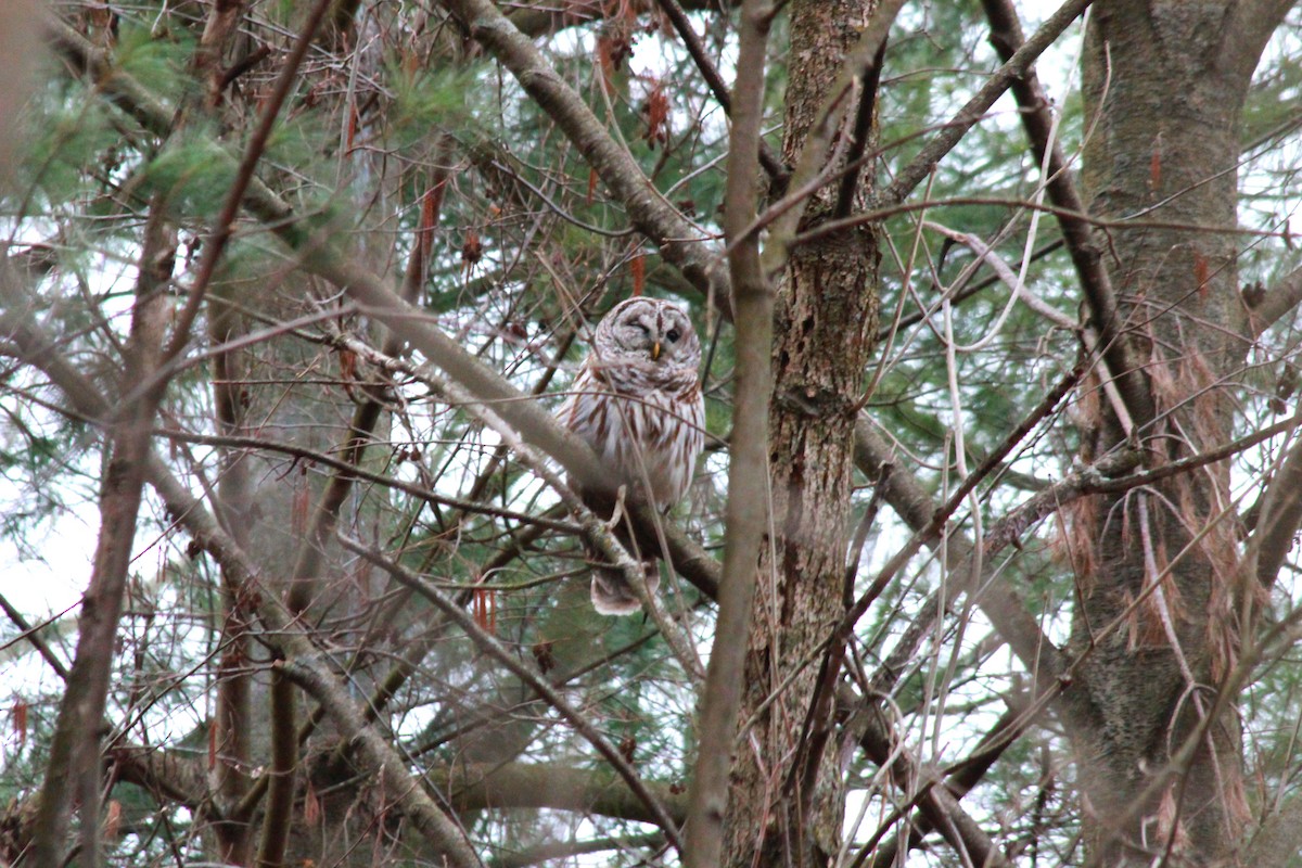 Barred Owl - ML616551294