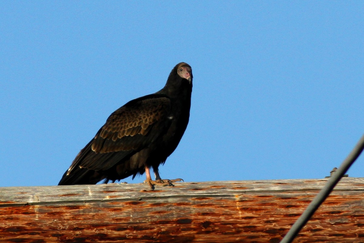 Turkey Vulture - ML616551318