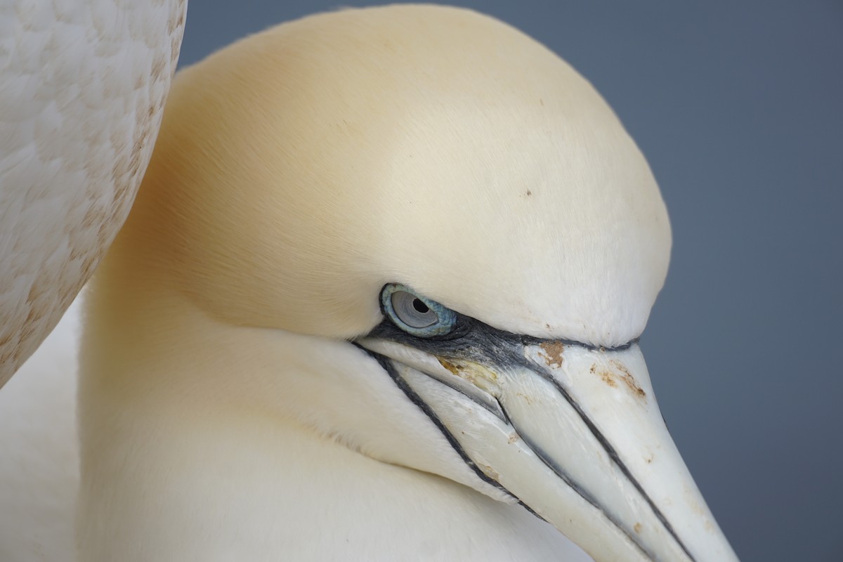 Northern Gannet - ML616551333