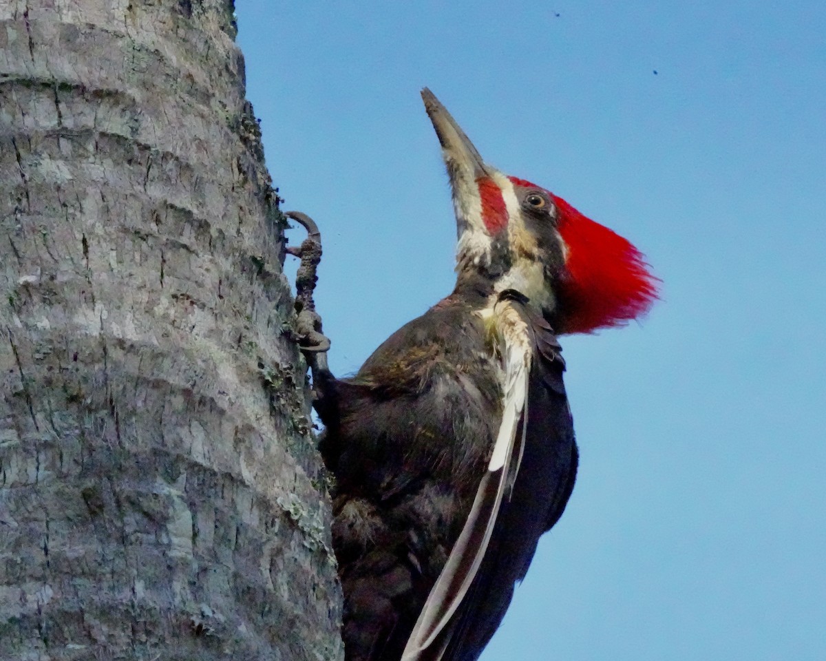Pileated Woodpecker - ML616551341