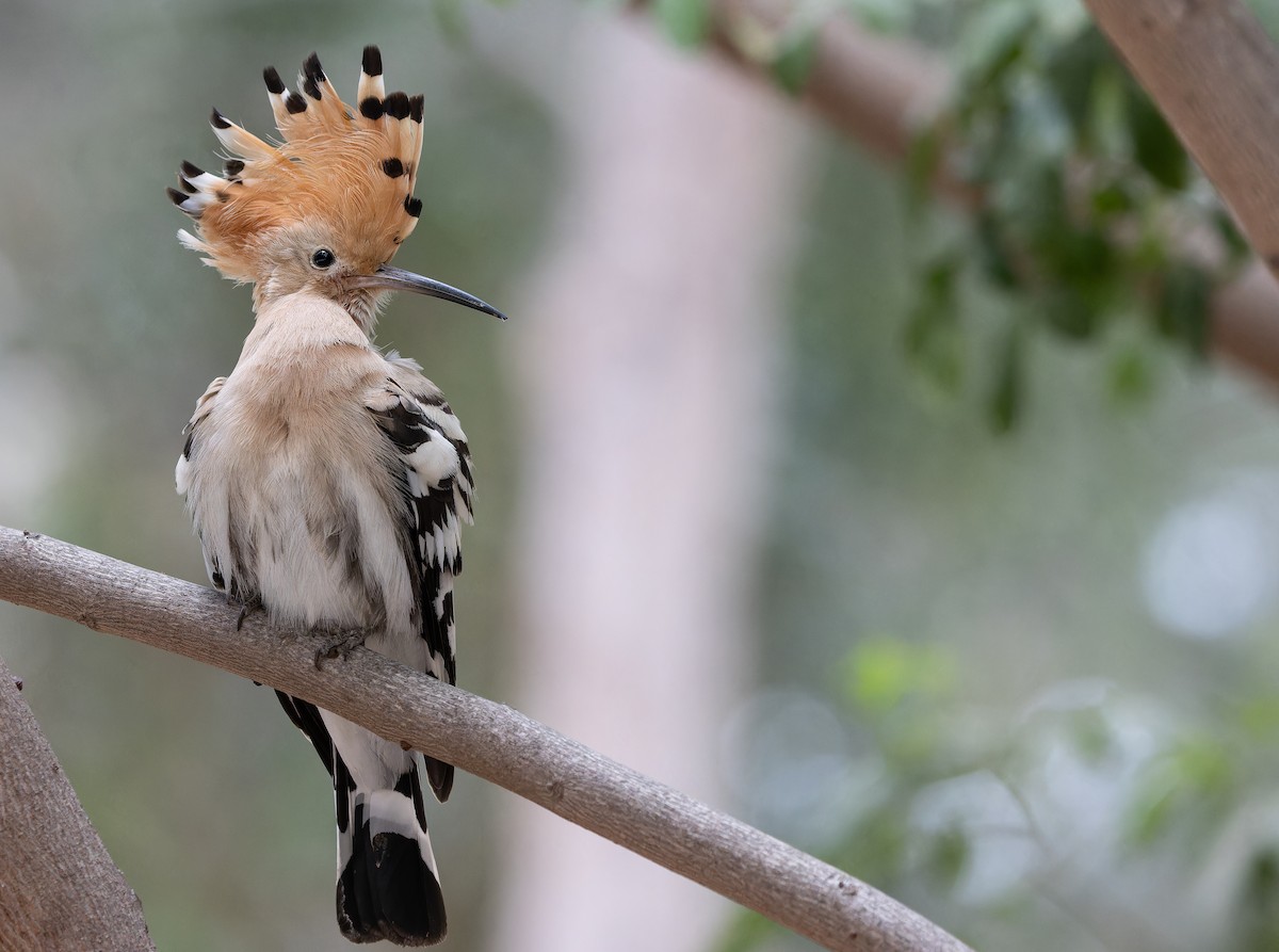 Eurasian Hoopoe - Friedemann Arndt