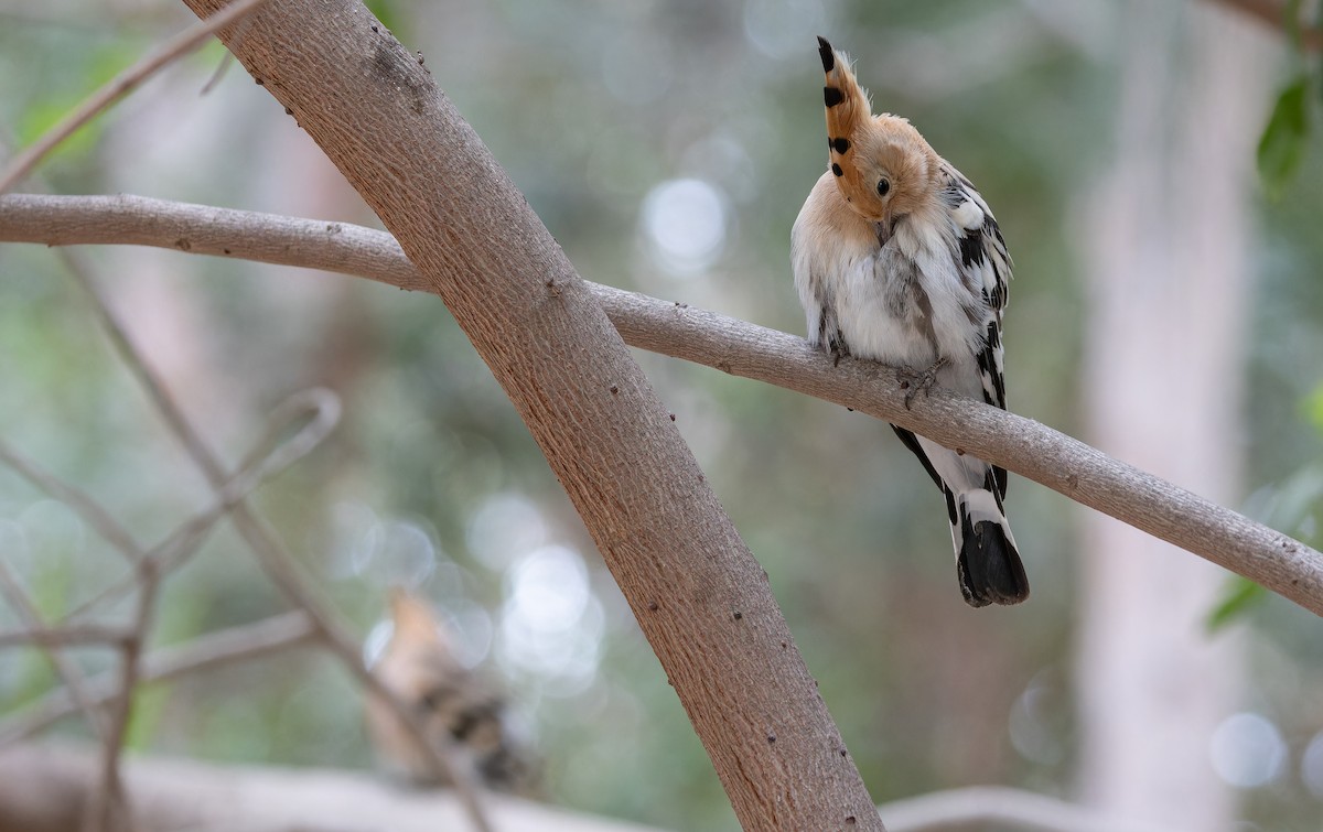 Eurasian Hoopoe - Friedemann Arndt