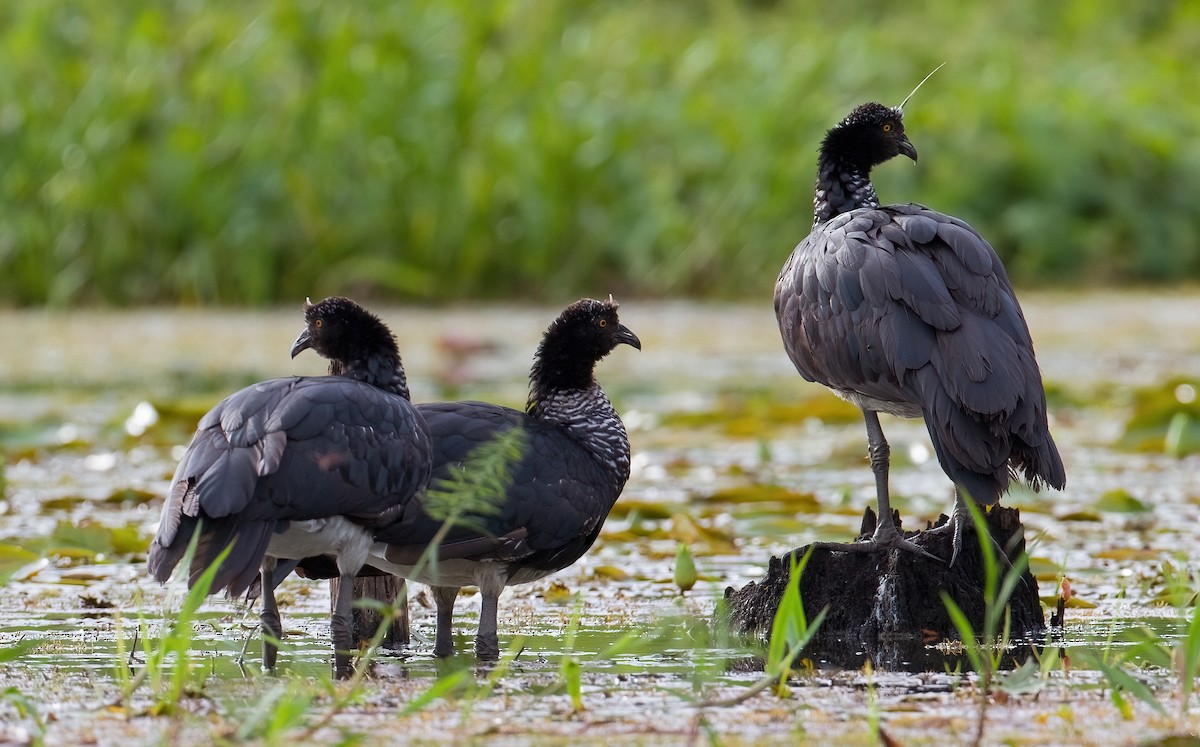 Horned Screamer - ML616551356