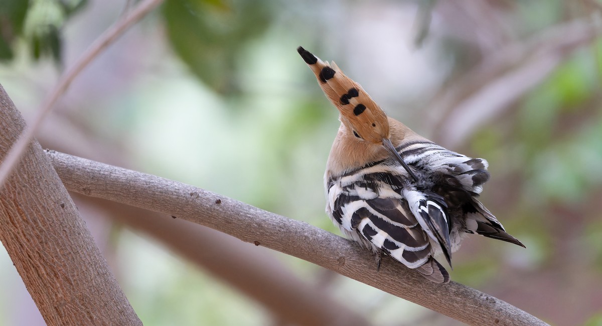 Eurasian Hoopoe - Friedemann Arndt