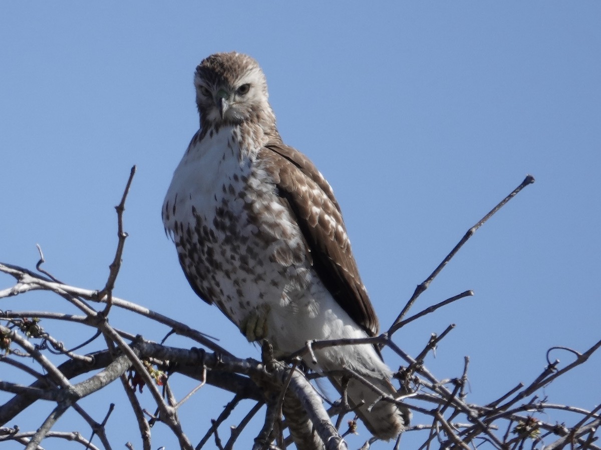 Red-tailed Hawk - Lottie Bushmann