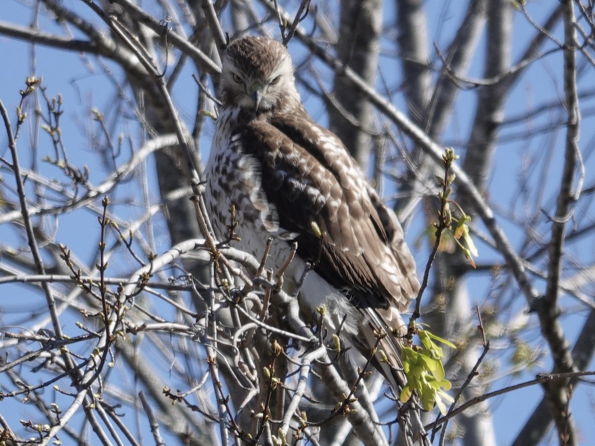 Red-tailed Hawk - Lottie Bushmann