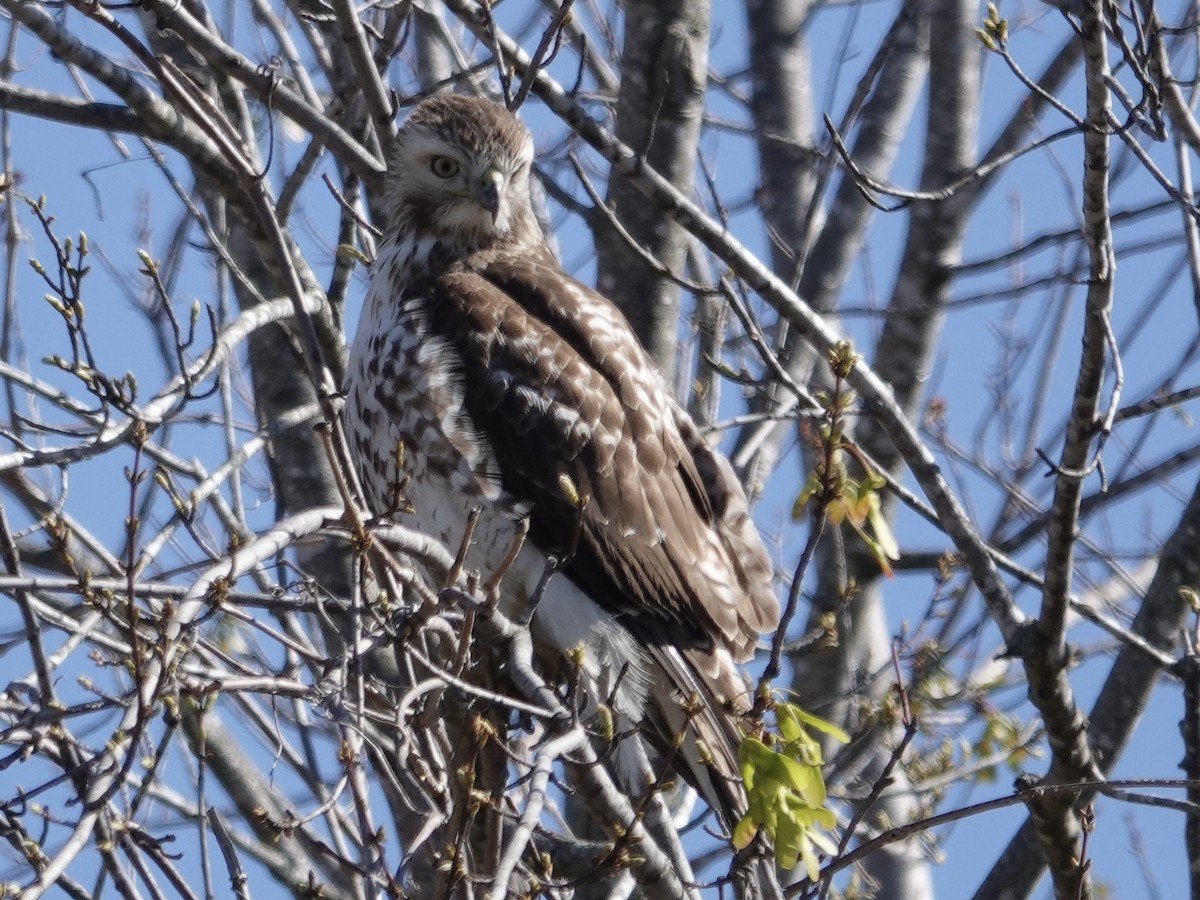 Red-tailed Hawk - ML616551406