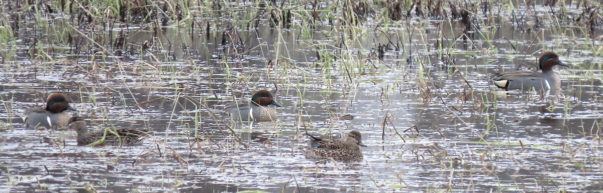 Green-winged Teal - ML616551407