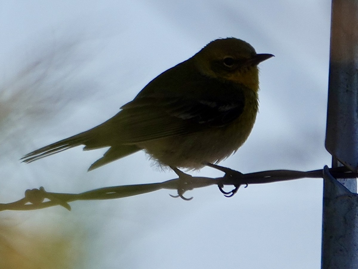 Pine Warbler - ML616551417