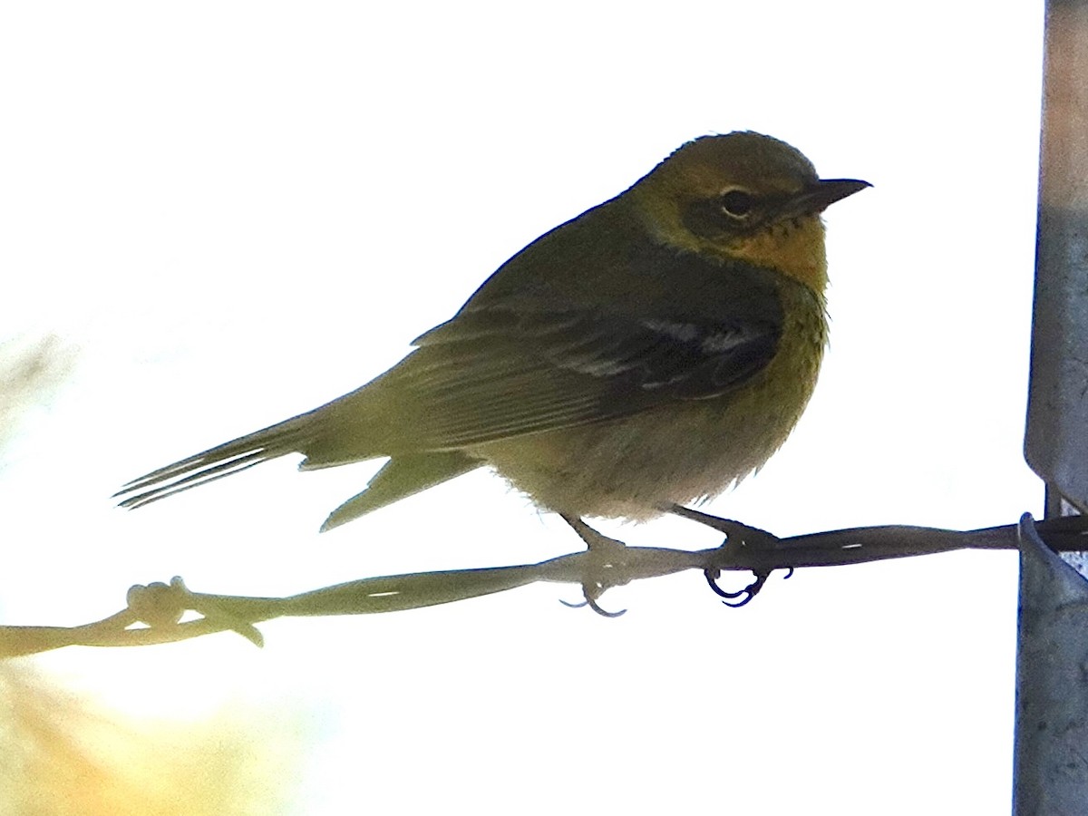 Pine Warbler - ML616551422