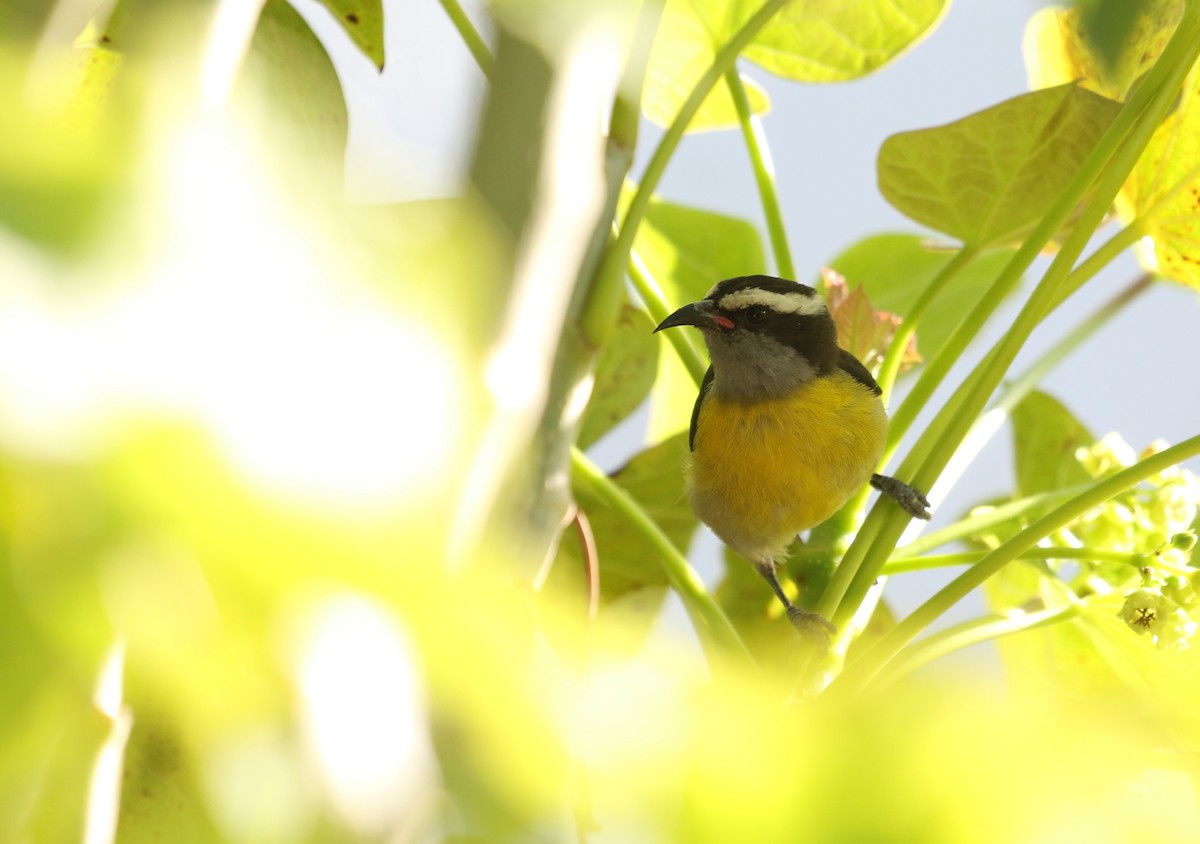 マミジロミツドリ（portoricensis グループ） - ML616551441