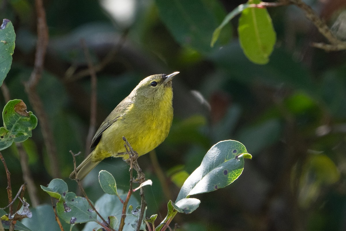 Orange-crowned Warbler - ML616551476