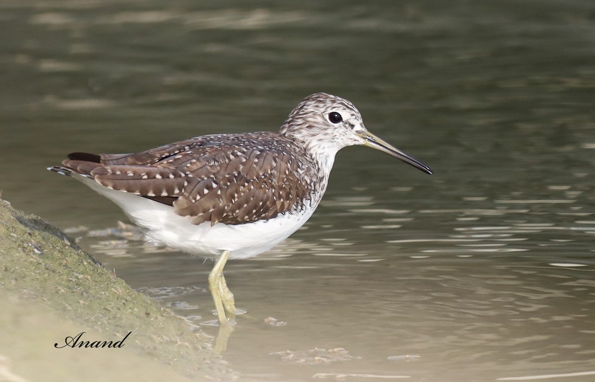 Green Sandpiper - Anand Singh