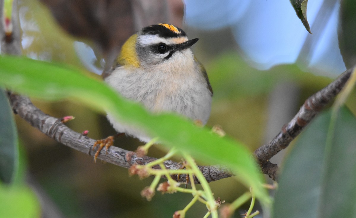 Common Firecrest - ML616551583