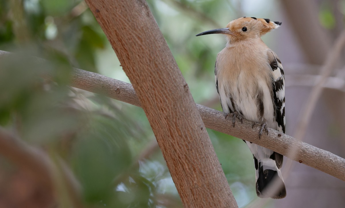 Eurasian Hoopoe - Friedemann Arndt