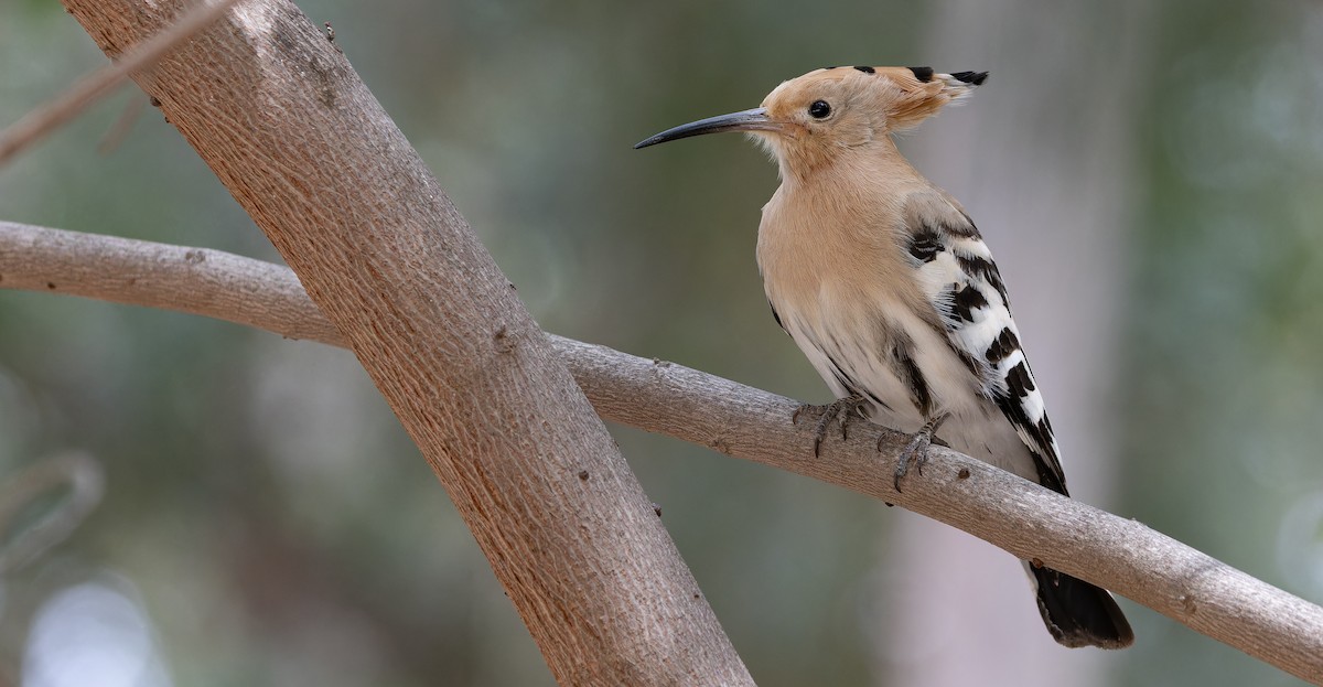 Eurasian Hoopoe - Friedemann Arndt