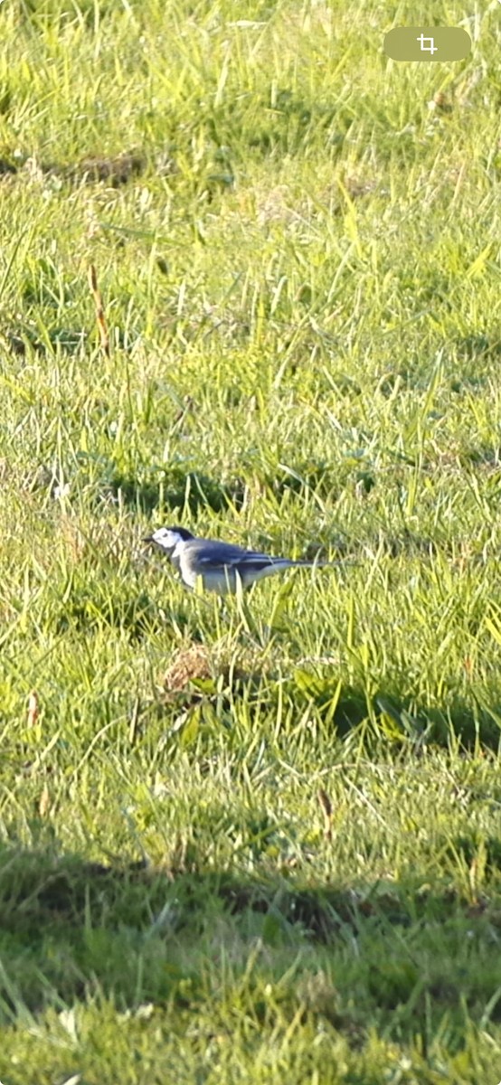 White Wagtail - ML616551649