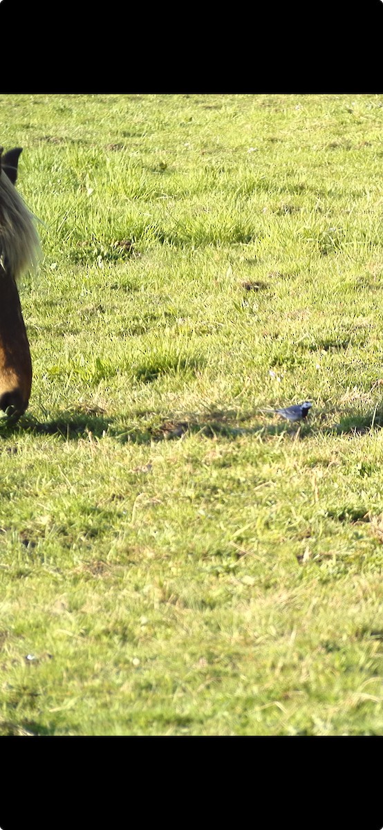 White Wagtail - ML616551655