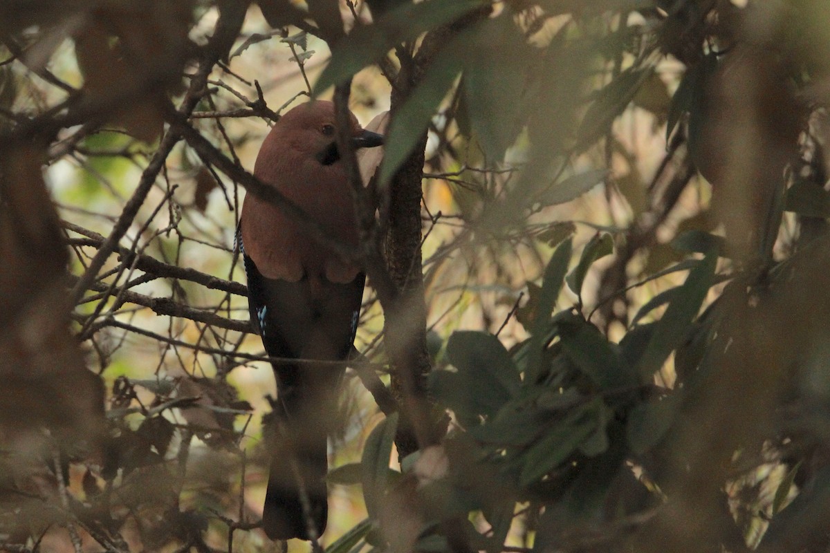 Eurasian Jay - ML616551672