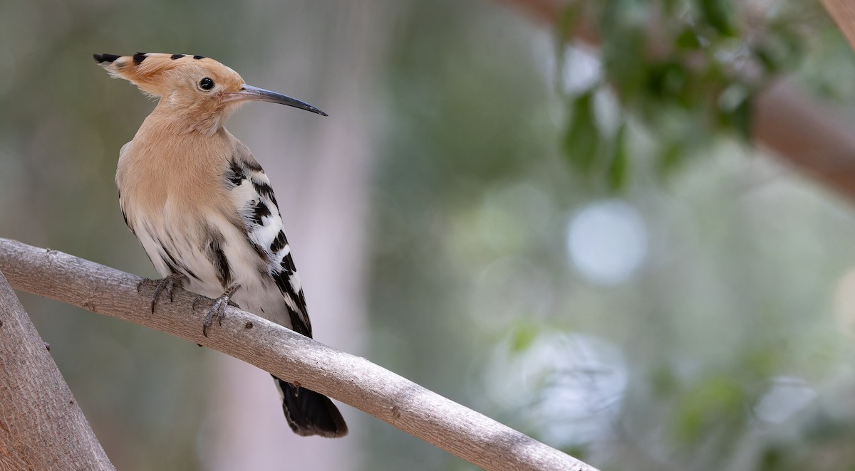 Eurasian Hoopoe - ML616551726