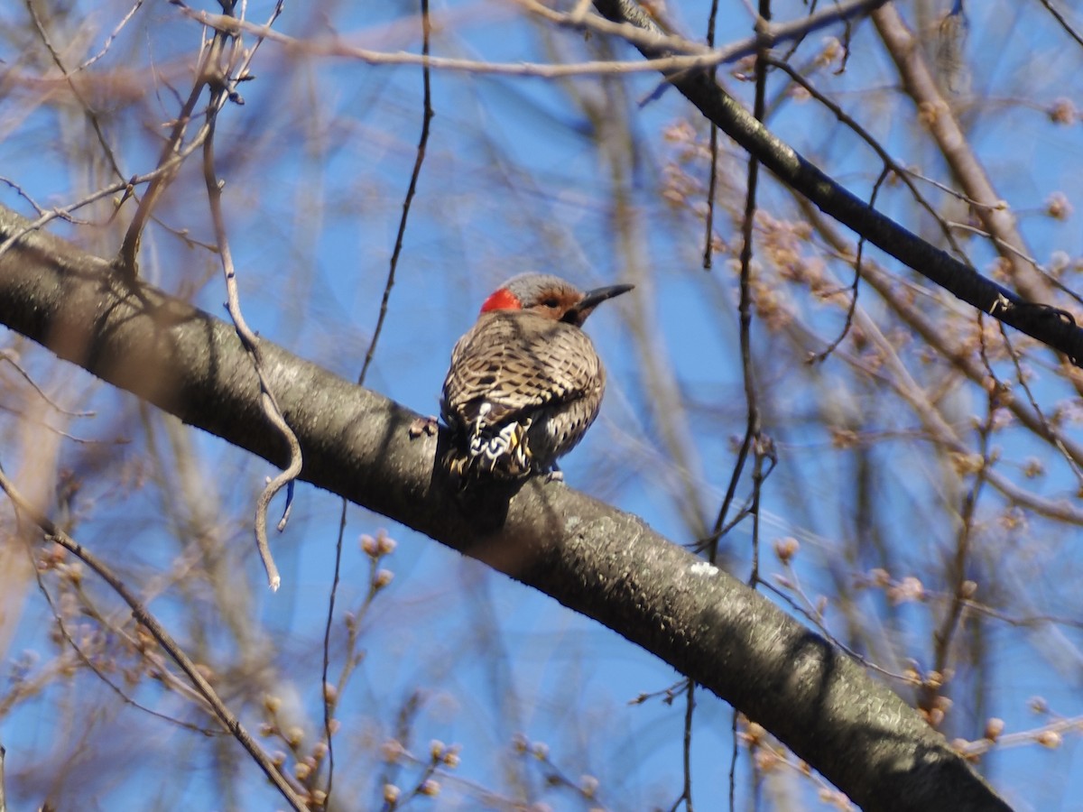 Northern Flicker (Yellow-shafted) - ML616551739