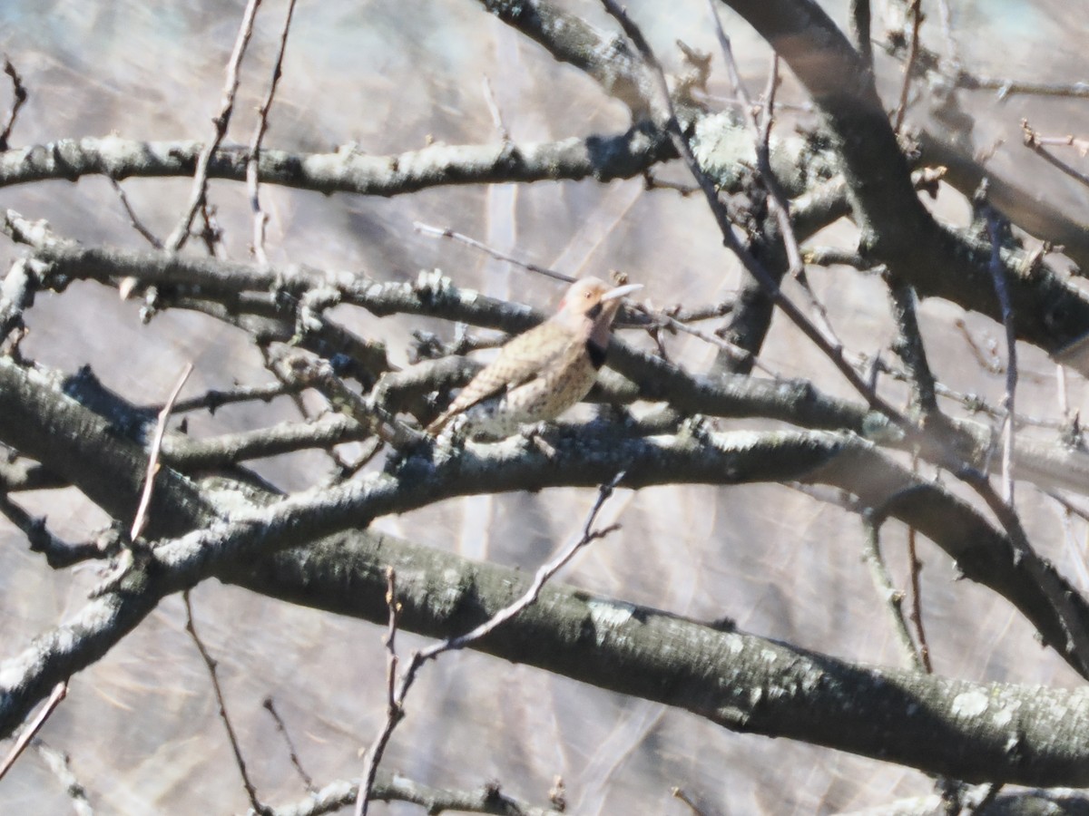 Northern Flicker (Yellow-shafted) - ML616551740