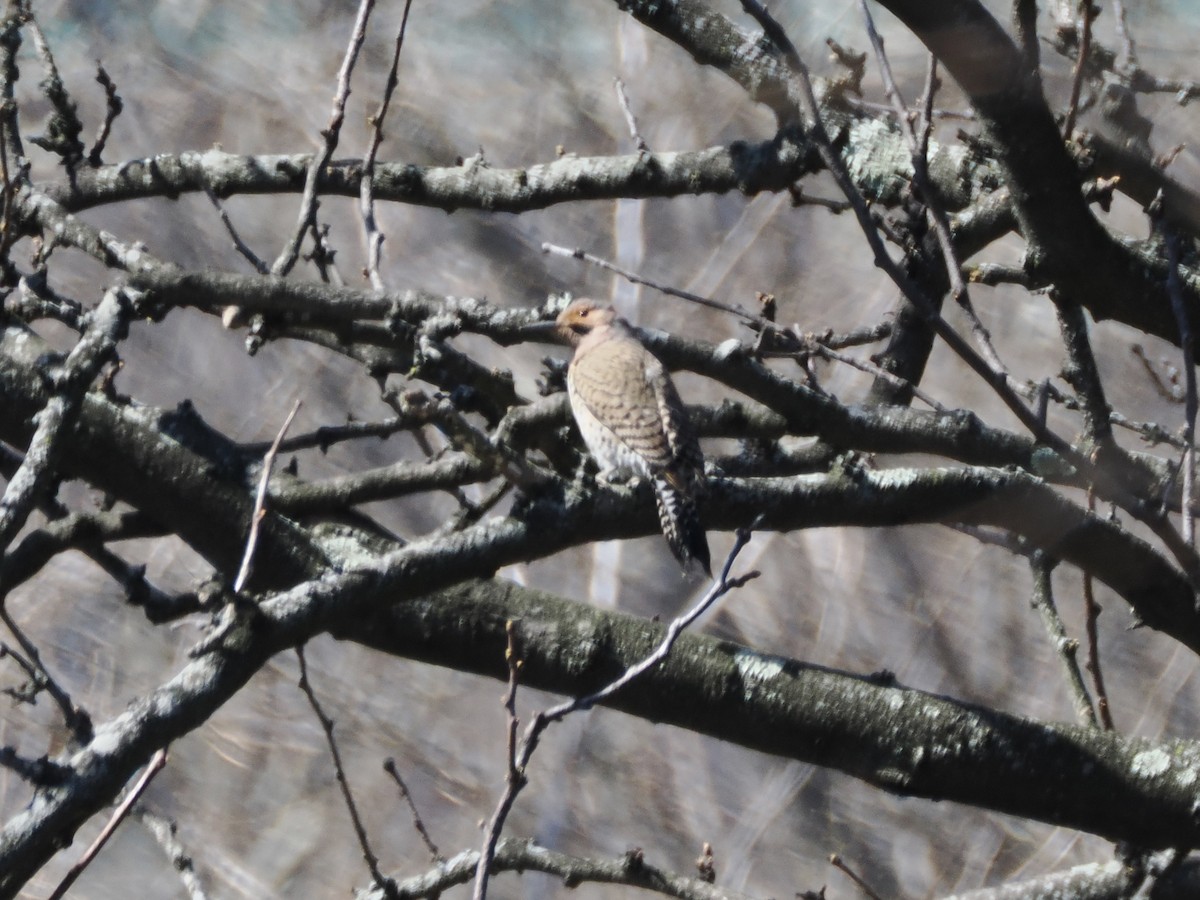 Northern Flicker (Yellow-shafted) - ML616551741