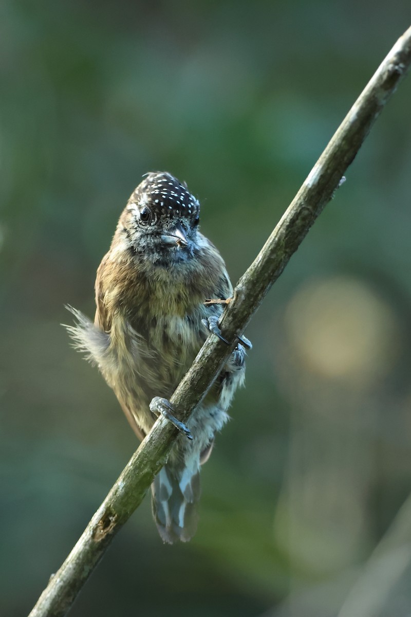 Mottled Piculet - ML616551748